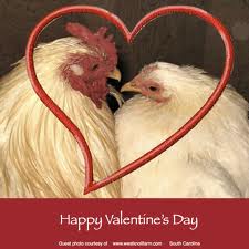 Valentine Two Chickens One Heart