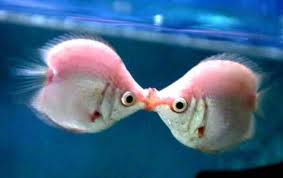 Valentine Two tropical fish kissing