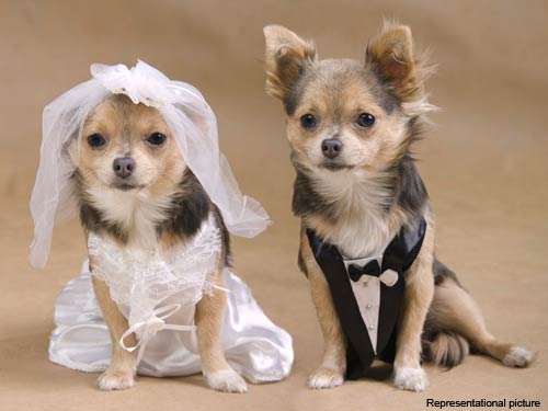 Little dogs marriage