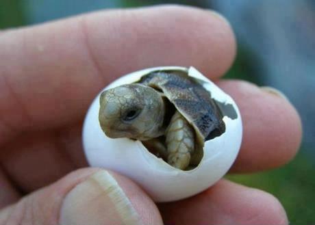 Baby turtle egg in hand