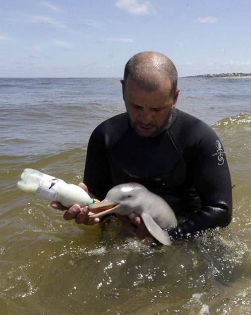 Man weans baby dolphin with bottle