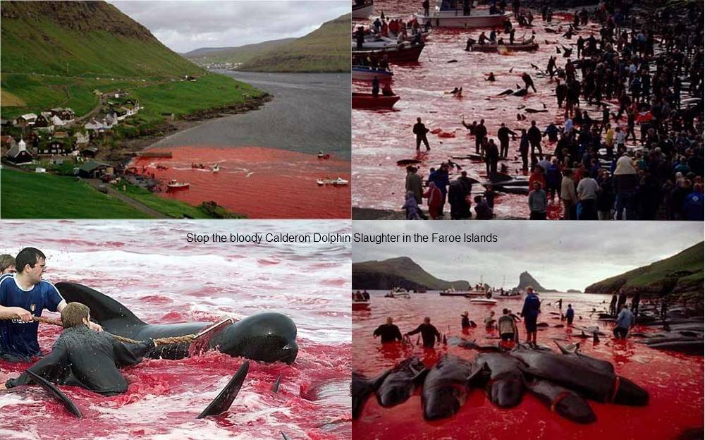 Stop the bloody Calderon Dolphin Slaughter in the Faroe Islands