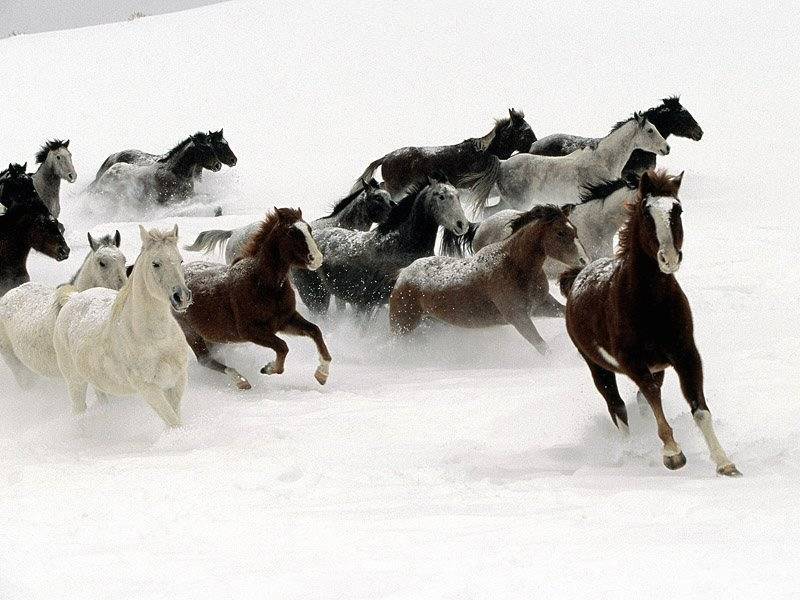 Wild Horses in snow
