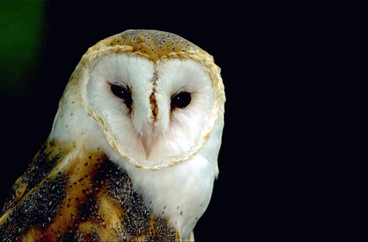 Barn Owl