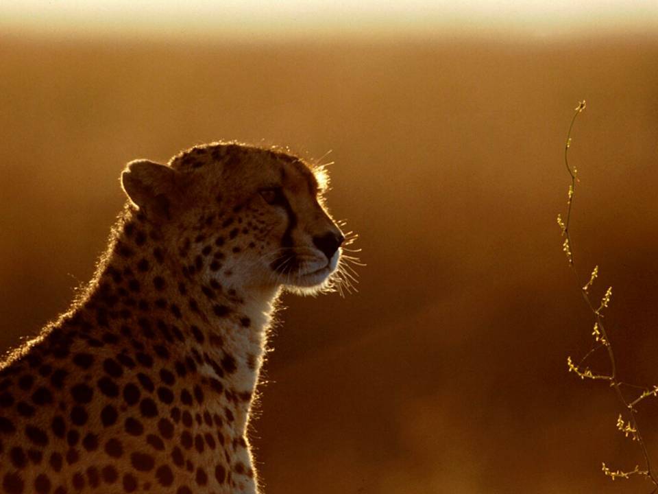 Cheetah