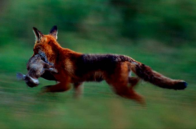 Fox with prey