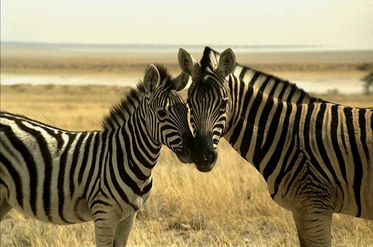 Two  Zebras nosing