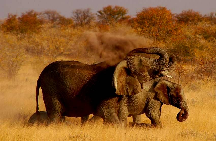 African Elephant spraying sand on back