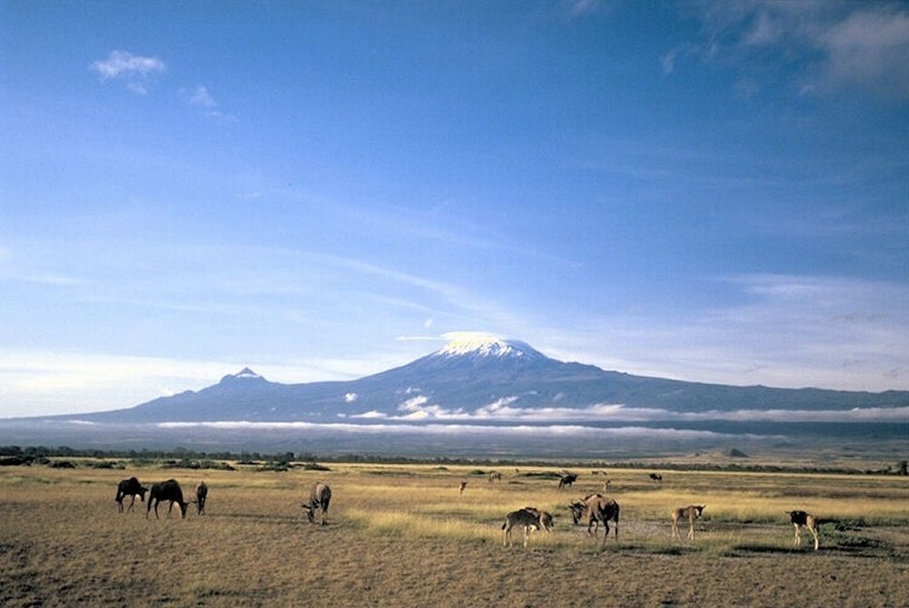 Gnus on steppe