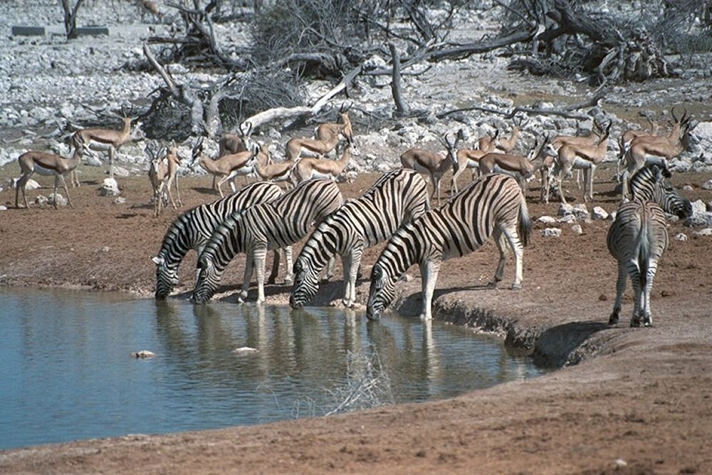 Zebras at waterhole