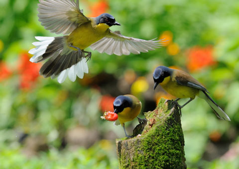 Zoo conservation of rare birds