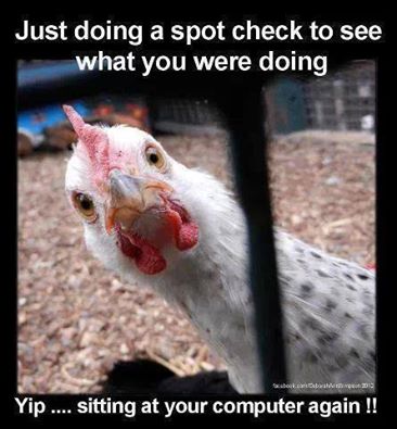 Chicken checks computer nerd