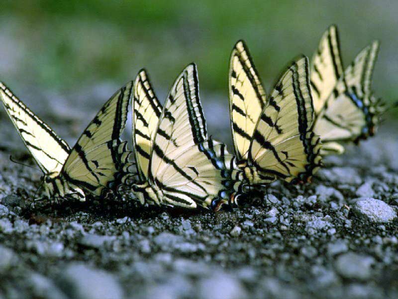 imgx%2Fbutterfly%2Fcolour%2Ffour yellow butterflies on ground sideview