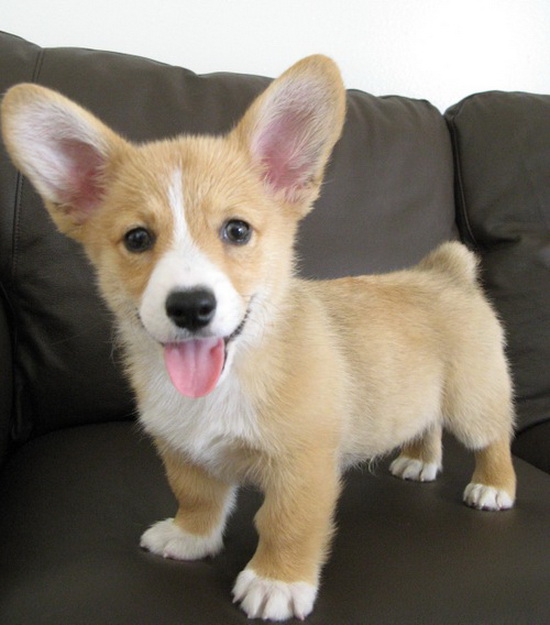 imgx%2Fpet%2Fdogs%2Fcorgi puppy on a couch