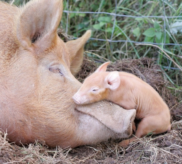 imgx%2Fpet%2Ffarm%2Fbaby pig with mama pig