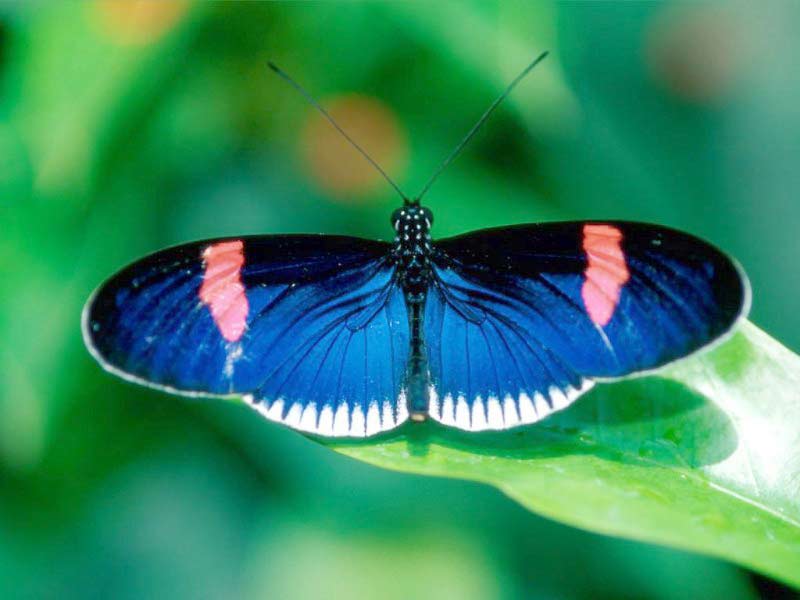 blue butterfly backside