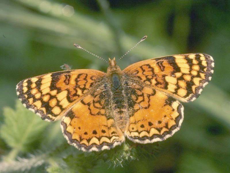 brown butterfly face