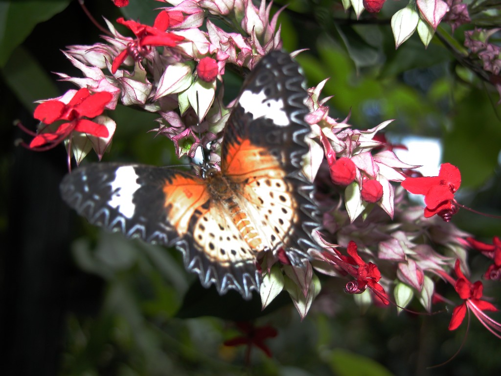 butterfly among red flowers