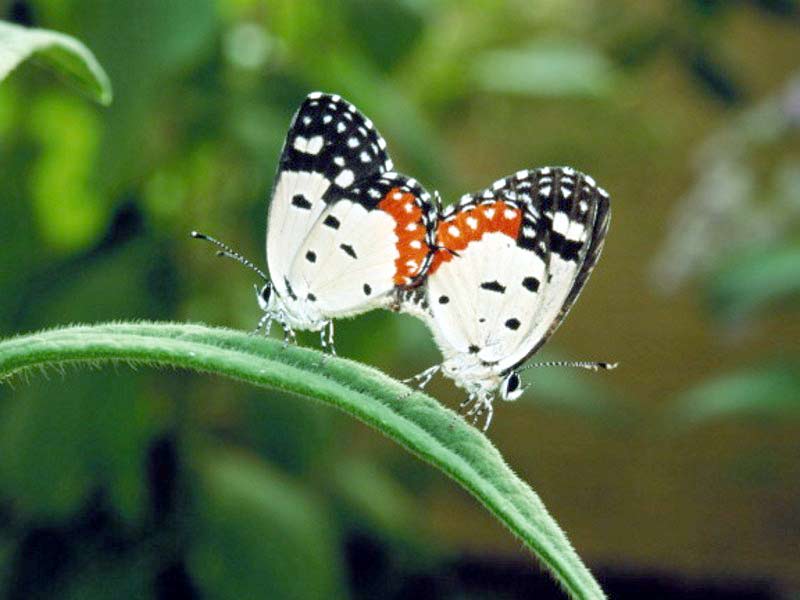 two butterflies mating on green pedicel