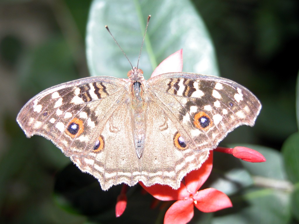 butterfly lemon pansy eyes