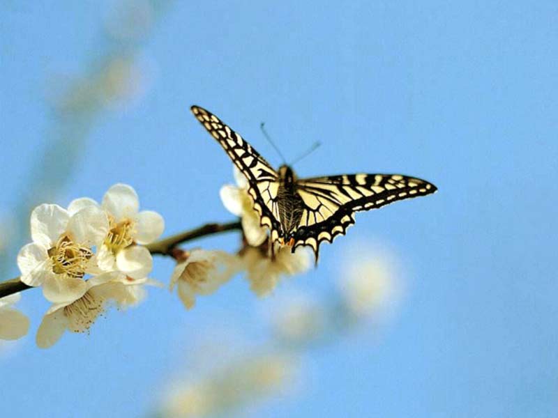 sakura butterfly against blue sky