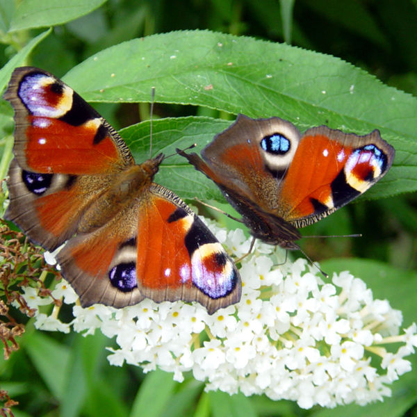 two peacock butterflies on white lilac