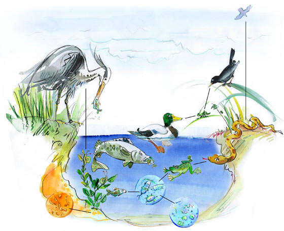 cartoon brooklet food chain