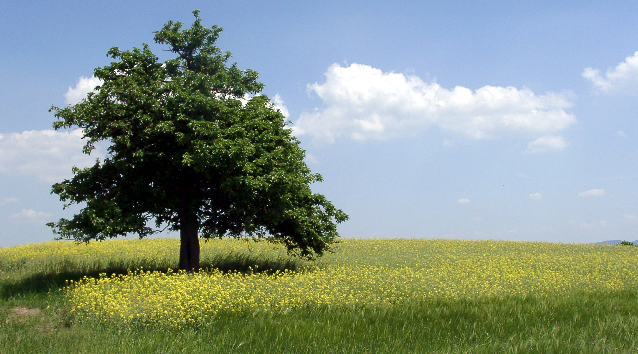 umwelt wiese baum