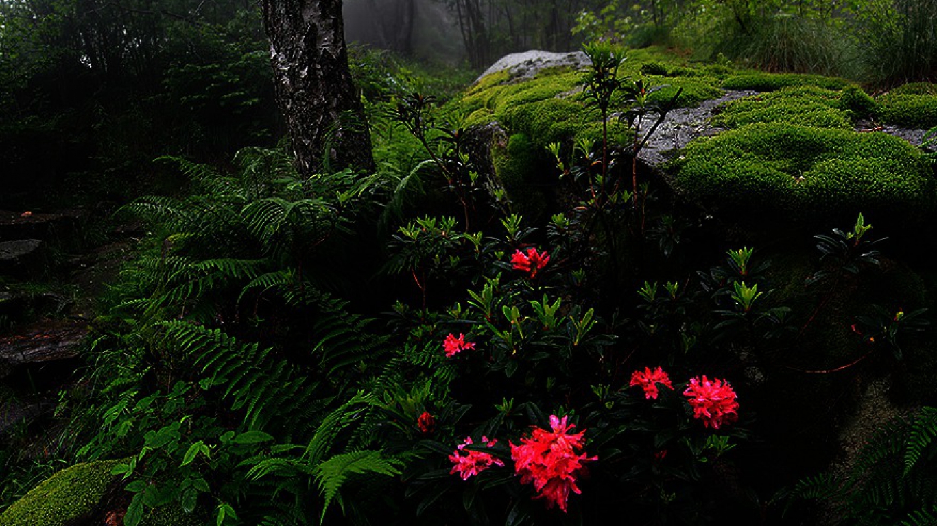 forest azalea fern moss