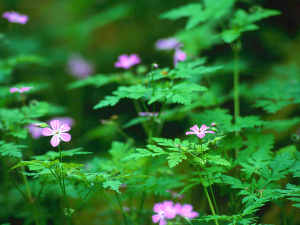 forest flowers pink