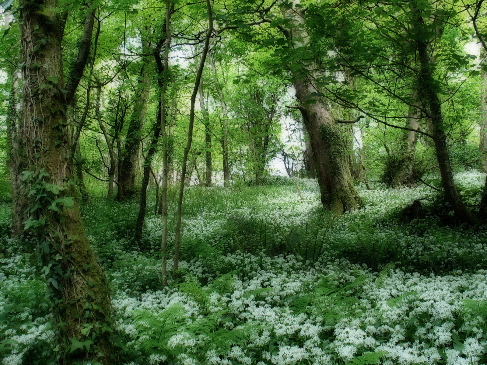 forest flowers white