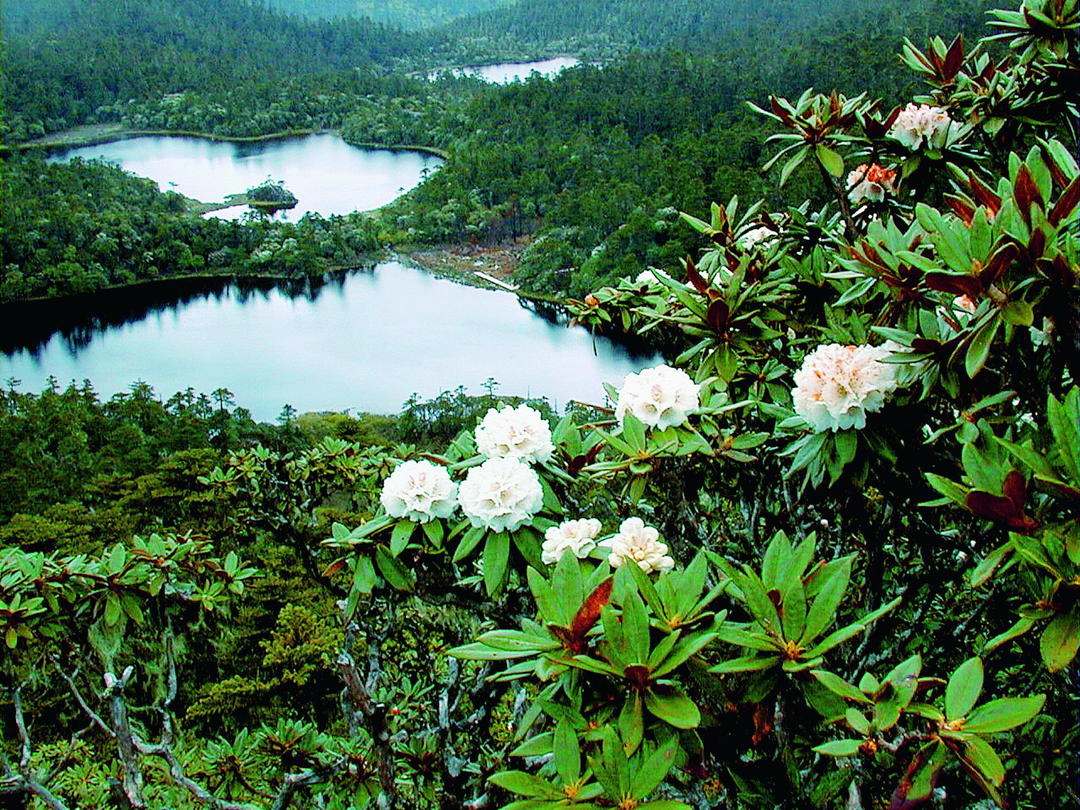 forest lakes asia