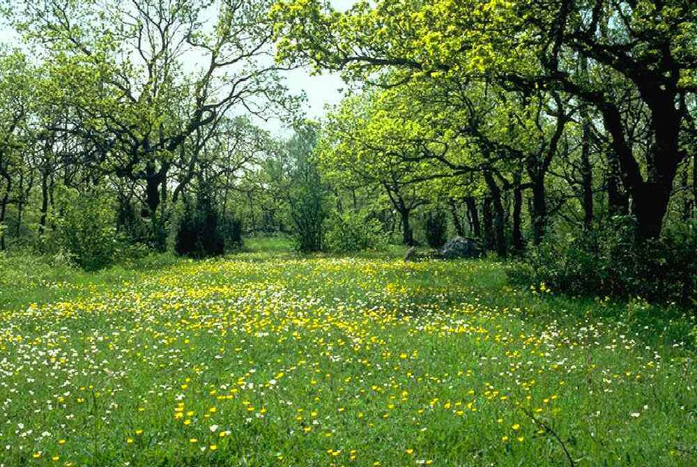 forest meadow