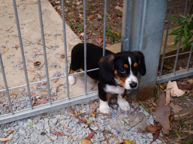 puppy dog stuck in the fence