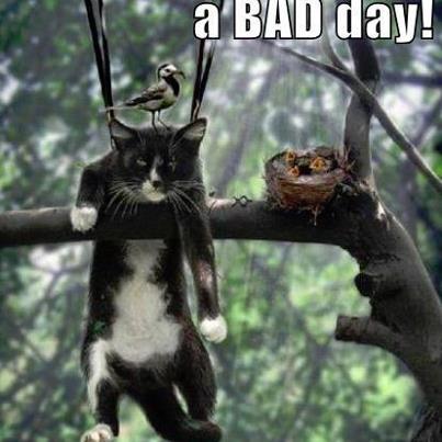 a bad day for cat hunting birds nest