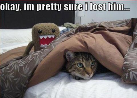 cat hides for alien