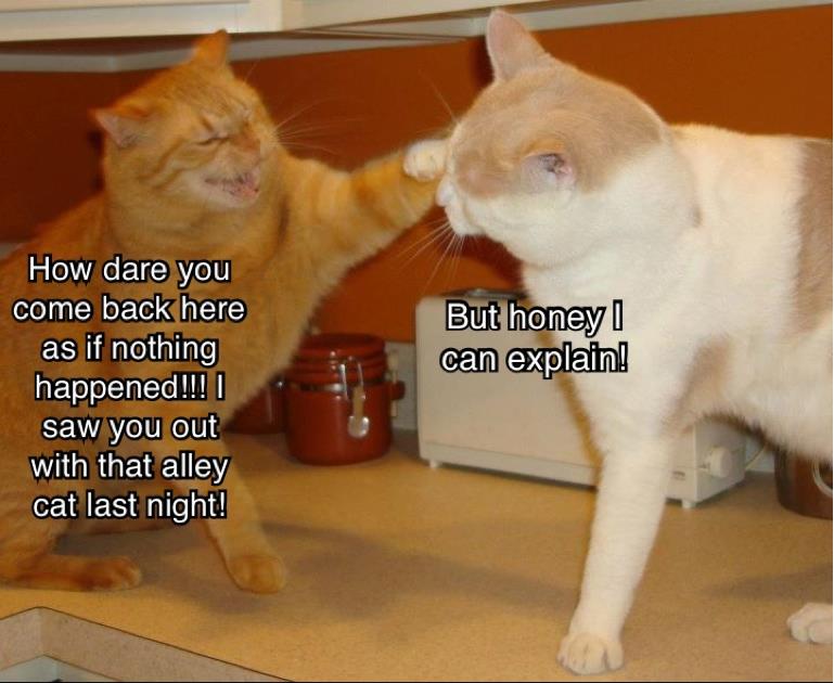 cat husband wife quarrel