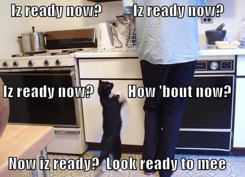 cat is food ready now