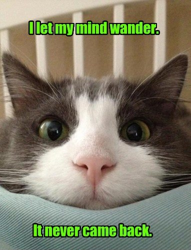 cat lost his mind