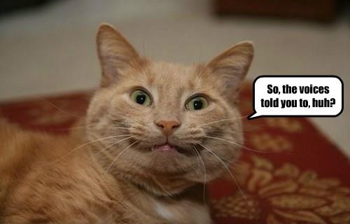 cat says so the voices told you huh
