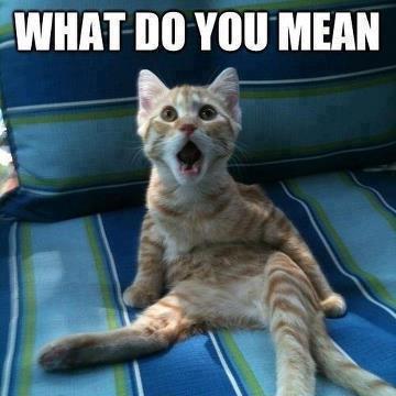 cat says what do you mean