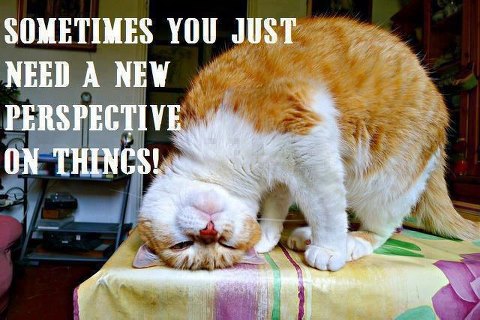 cat says you need a new perspective on things