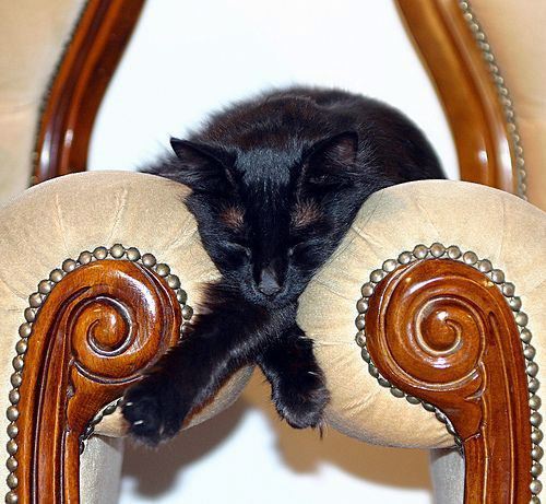 cat sleeping between chairs