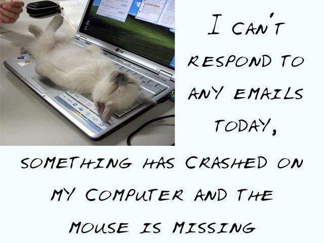 cat sleeping on laptop