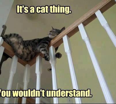 cat sleeping on staircase