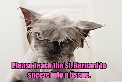 cat sneezed under by dog