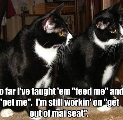 cat teaching owner