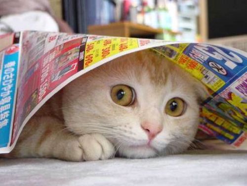 cat under newspaper