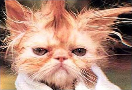 cat with a bad hair day