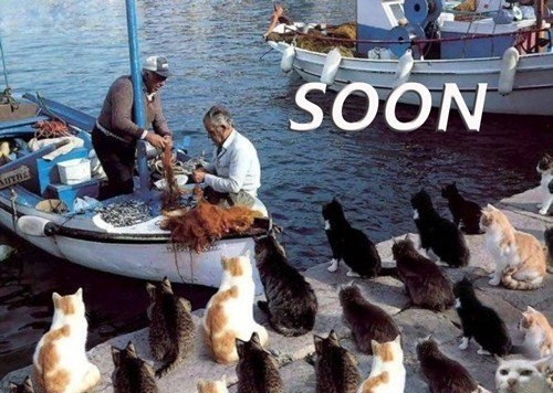 cats waiting for fischermans boat